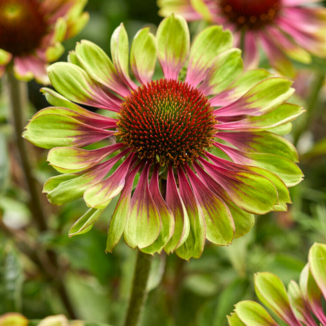 Échinacées (Echinacea) Acheter Echinacée - Echinacea vente en ligne - Plantes vivaces Echinacea