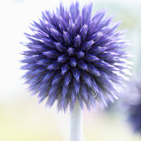 Echinops (Chardon bleu, Boule azurée) Echinops Chardon Blue - Boule Azuree