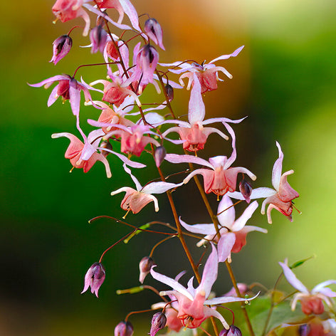 Epimedium (Fleur des Elfes) Epimedium (Fleur des Elfes) Racines nues
