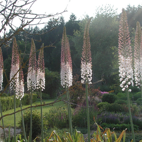 Eremurus (Foxtail Lily)