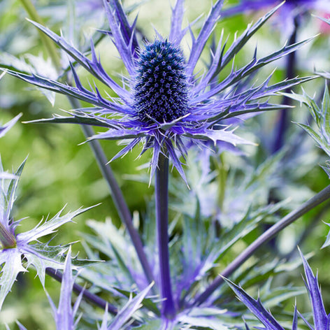 Eryngium (Chardon bleu - Panicaut) Eryngium (Panicaut – Chardon bleu nain) - Achat Racines nues en ligne