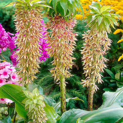 Eucomis eucomis