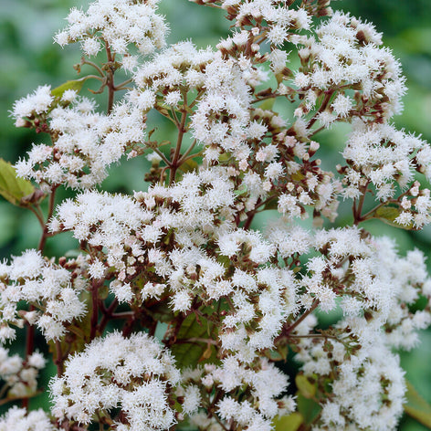 Eupatorium (Eupatoires) Eupatorium (Eupatoires)