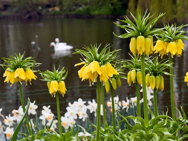 bulbes de tulipes