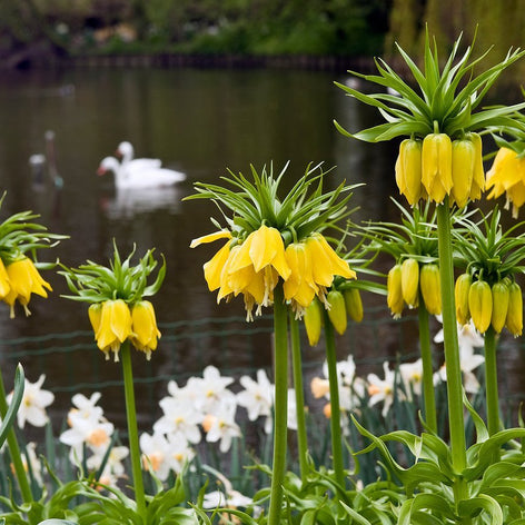 Fritillaires Fritillaires