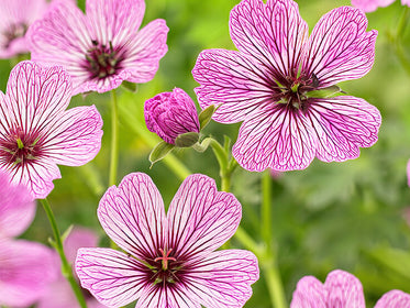 Dahlias