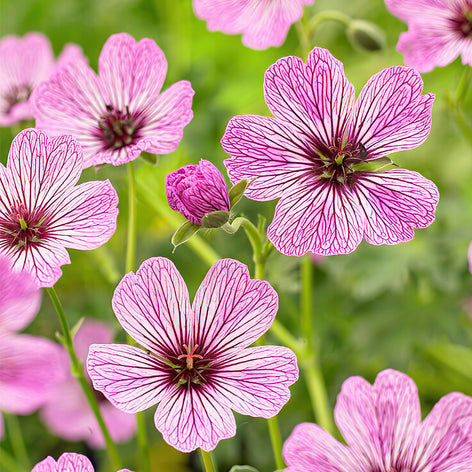 Géraniums Géraniums vivaces - Plants à racines nues