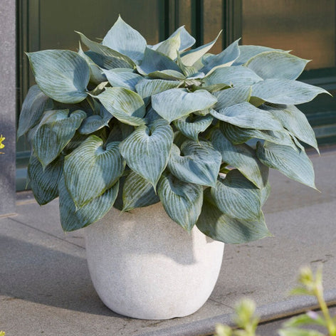 Hostas Hostas - Plants à racines nues