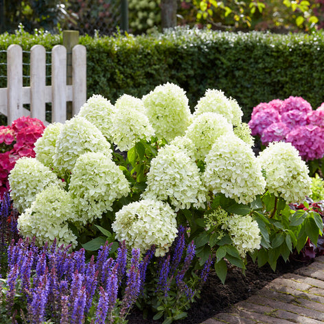 Hortensias Hortensias