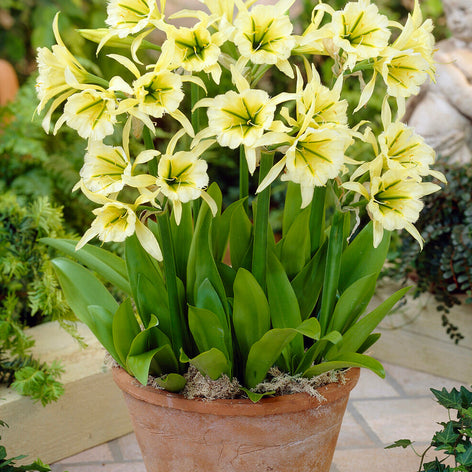 Hymenocallis Hymenocallis