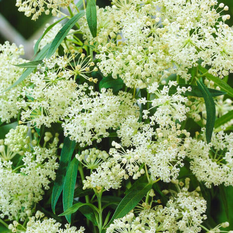 Asclepias (Asclépiades) Asclepias (Asclépiades)