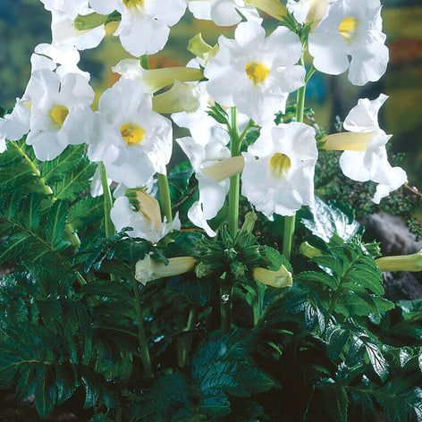 Incarvillea Incarvillée Racines nues