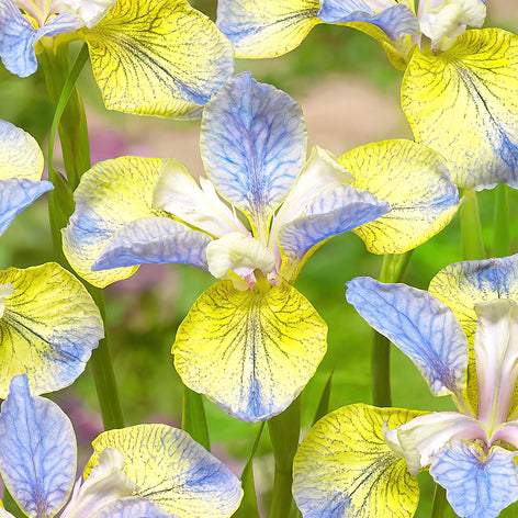 Iris de Sibérie (Iris sibirica) Iris de Sibérie (Iris sibirica)
