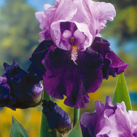 Iris des jardins (Iris barbus)