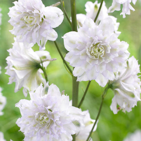 Delphinium (Pied d'alouette) Les Delphiniums, Dauphinelles ou Pied-d'alouette