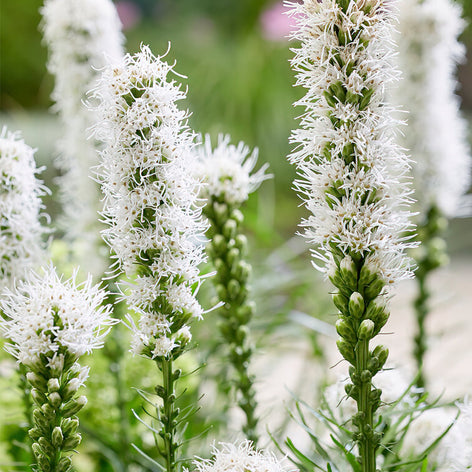 Liatris Acheter Liatris