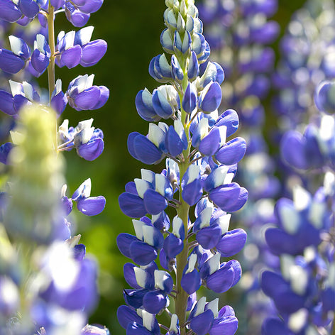 Lupins (Lupinus) Achat plantes Lupins - Acheter Lupins en ligne