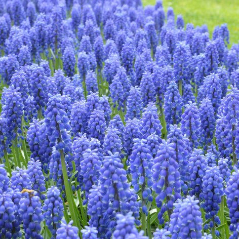 Muscari (Jacinthe à grappe) Muscari (Jacinthe à grappe)