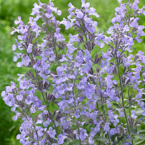 Cataire (Nepeta) Cataire (Nepeta) Racines nues