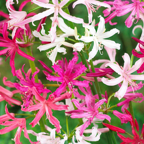 Nerine Acheter Nerine