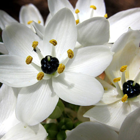 Achetez des bulbes d’Ornithogalum