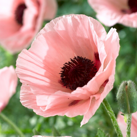 Papaver (Pavot oriental) Papaver (Pavot oriental)