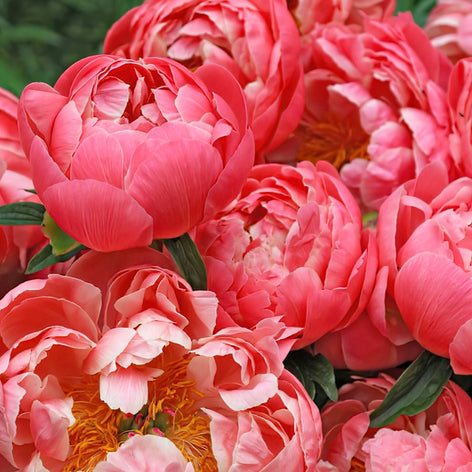 Pivoines Acheter des pivoines pour les planter au printemps