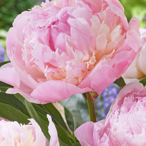 Pivoines - Achat de Pivoines en ligne - Pivoines en Racines Nues