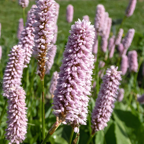 Renouée (Persicaria) Persicaria Renouée Racines nues