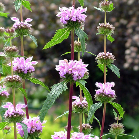 Phlomis Phlomis Tuberosa