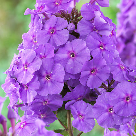 Phlox Acheter Phlox