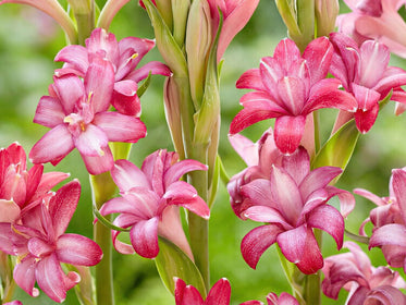 Dahlias - Bulbes à Fleurs