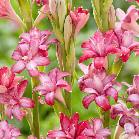 Tubéreuse (Polianthes) Tubéreuse Polianthes Tuberosa bulbes