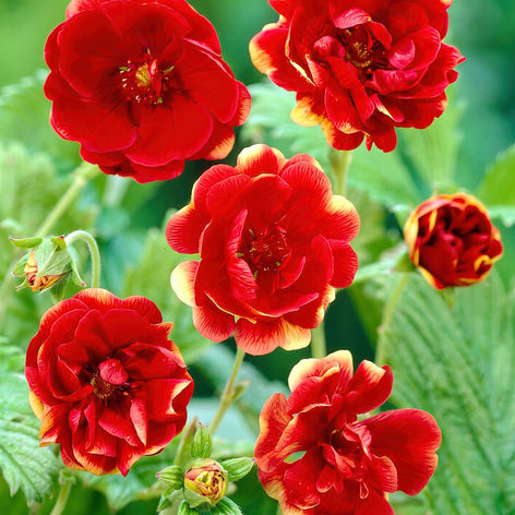 Potentille (Quintefeuille) Potentille (Quintefeuille)