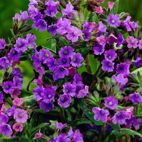 Pulmonaire Pulmonaire