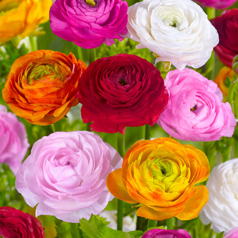 Renoncule Renoncule | Achat, Vente en ligne - Bulbes de Renoncule