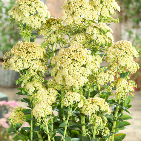 Sedum (Orpin) Acheter Sedum (Orpin)