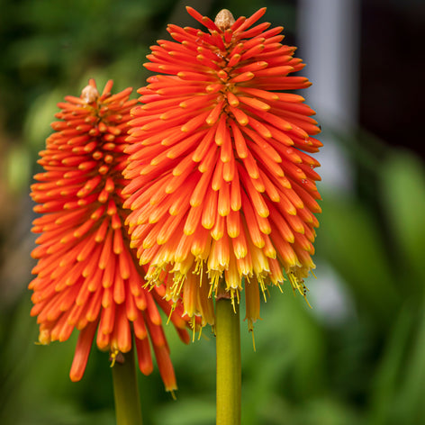 Kniphofia (Tison de Satan, Tritoma) Kniphofia (Tison de Satan, Tritoma)