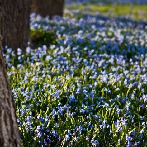 Scilla (Squill de Sibérie) Scilla (Squill de Sibérie)