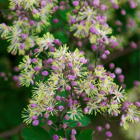 Thalictrum (Pigamons) Thalictrum (Pigamons)