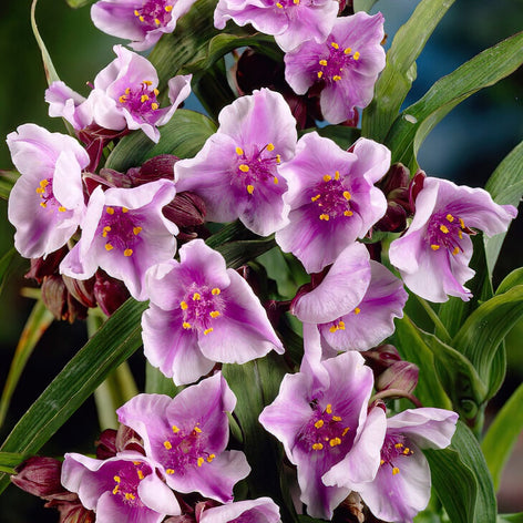 Spiderwort (Tradescantia) Spiderwort (Tradescantia)