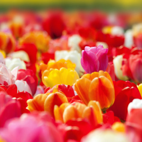 Tulipes bulbes de tulipes