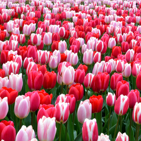 Les bulbes à fleurs de DutchGrown™