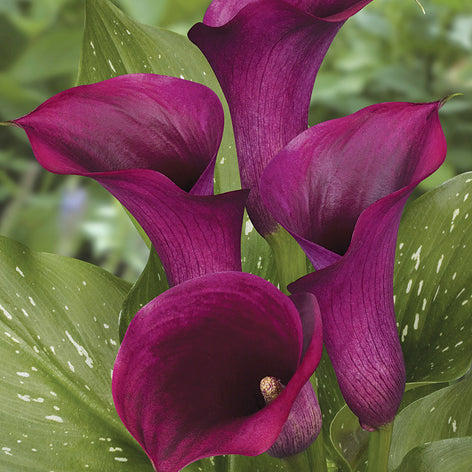 Callas (Arums, Zantedeschias) Callas (Arums, Zantedeschias)