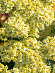 Achillée Creme de la Creme