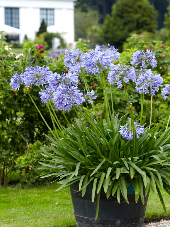 Acheter Agapanthe Bleu aus Holland