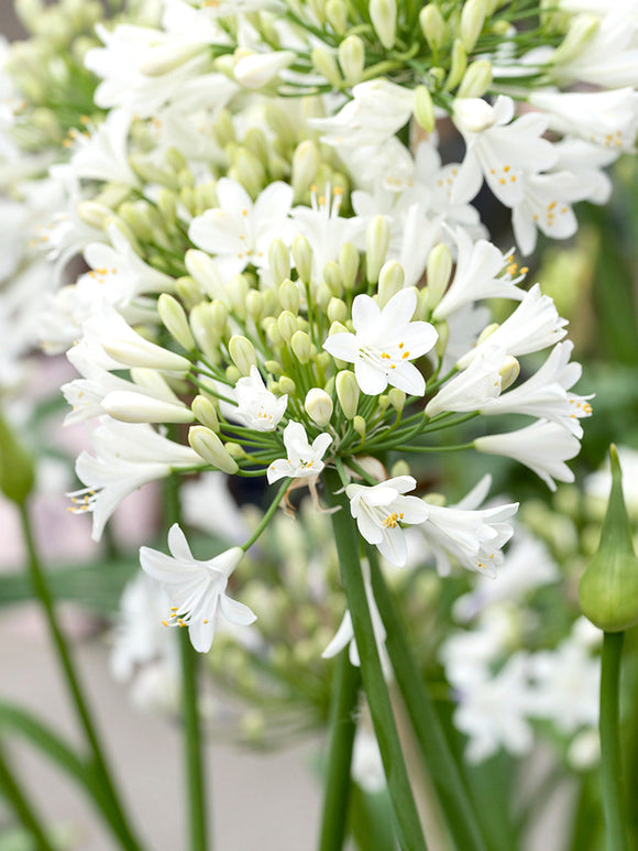 Acheter L’agapanthe Blanc