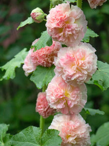 Alcea Majorette Double Pink (Rose trémière)