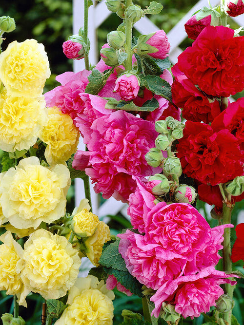 Acheter Mélange d'Alcea Rosea Chaters Double 