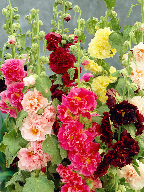Acheter Mélange d'Alcea Rosea Chaters Double Aus Holland